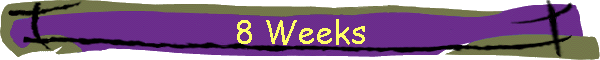 8 Weeks