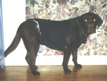 shirt1.jpg (19147 bytes)